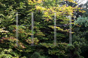 Picture of Acer palmatum (Amoenum Group) 'Omato'