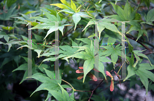 Picture of Acer palmatum (Amoenum Group) 'Omato'