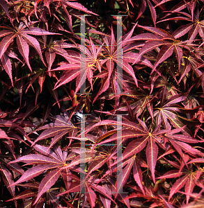 Picture of Acer palmatum (Matsumurae Group) 'Oshu shidare (O siu shidare)'