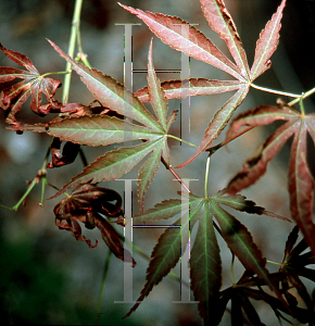 Picture of Acer palmatum (Matsumurae Group) 'Oshu shidare (O siu shidare)'