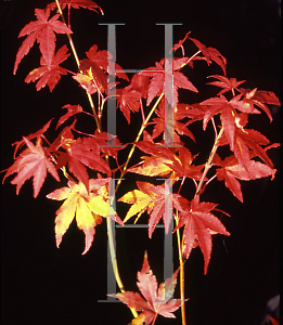 Picture of Acer palmatum 'Orange Dream'