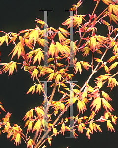 Picture of Acer palmatum 'Orange Dream'