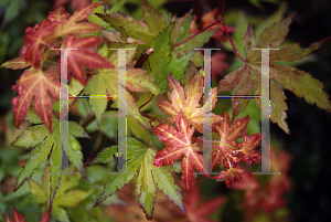 Picture of Acer palmatum 'Orange Dream'