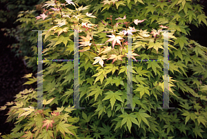 Picture of Acer palmatum 'Orange Dream'