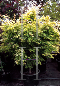 Picture of Acer palmatum 'Orange Dream'