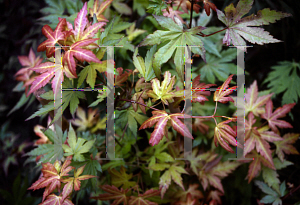 Picture of Acer palmatum 'Orange Dream'