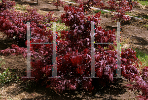 Picture of Acer palmatum (Matsumurae Group) 'Oregon Sunset'