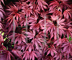 Picture of Acer palmatum (Matsumurae Group) 'Oregon Sunset'