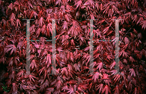 Picture of Acer palmatum (Matsumurae Group) 'Oregon Sunset'