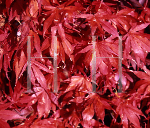 Picture of Acer palmatum (Matsumurae Group) 'Oregon Sunset'