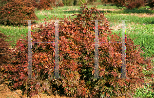 Picture of Acer palmatum (Matsumurae Group) 'Oregon Sunset'