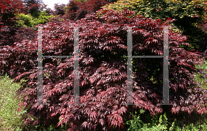 Picture of Acer palmatum (Matsumurae Group) 'Oregon Sunset'