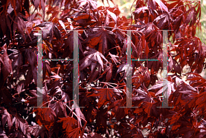 Picture of Acer palmatum (Matsumurae Group) 'Oregon Sunset'