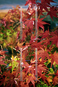 Picture of Acer palmatum 'Oridono nishiki'