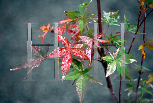 Picture of Acer palmatum 'Oridono nishiki'