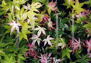 Picture of Acer palmatum 'Oridono nishiki'