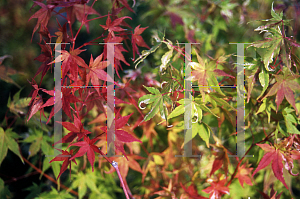 Picture of Acer palmatum 'Oridono nishiki'