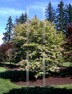 Picture of Acer palmatum 'Oridono nishiki'