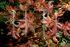 Picture of Acer palmatum 'Oridono nishiki'