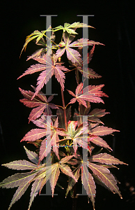 Picture of Acer palmatum (Matsumurae Group) 'Orion'