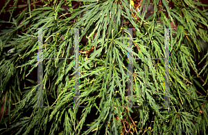 Picture of Acer palmatum (Dissectum Group) 'Ornatum'