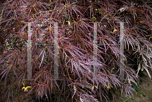 Picture of Acer palmatum (Dissectum Group) 'Ornatum'