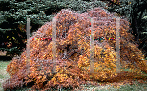 Picture of Acer palmatum (Dissectum Group) 'Ornatum'