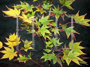 Picture of Acer palmatum (Amoenum Group) 'O sakazuki Aureum'