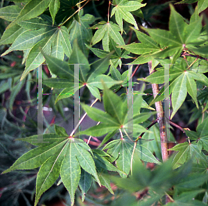 Picture of Acer palmatum (Amoenum Group) 'O sakazuki Aureum'