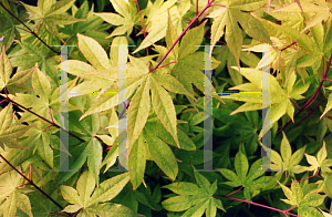 Picture of Acer palmatum (Amoenum Group) 'O sakazuki'