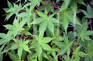 Picture of Acer palmatum (Amoenum Group) 'O sakazuki'