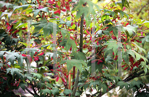 Picture of Acer palmatum (Amoenum Group) 'O sakazuki Rubrum'