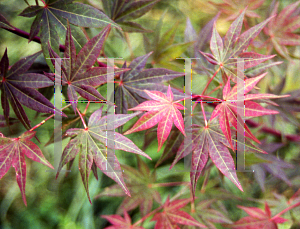 Picture of Acer palmatum (Amoenum Group) 'O sakazuki Rubrum'