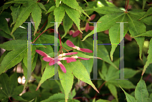 Picture of Acer palmatum (Amoenum Group) 'O sakazuki Rubrum'