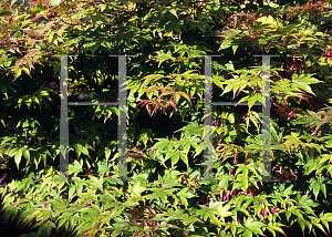 Picture of Acer palmatum (Amoenum Group) 'O sakazuki Rubrum'