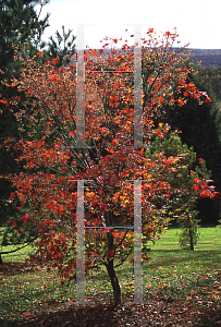 Picture of Acer palmatum (Amoenum Group) 'O sakazuki'