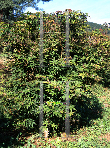 Picture of Acer palmatum (Amoenum Group) 'O sakazuki'