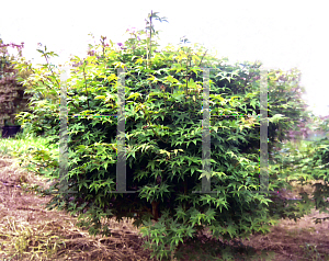 Picture of Acer palmatum (Amoenum Group) 'O sakazuki'