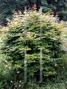 Picture of Acer palmatum (Amoenum Group) 'O sakazuki'