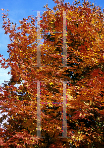 Picture of Acer palmatum (Amoenum Group) 'O sakazuki'