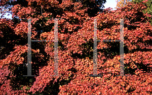 Picture of Acer palmatum 'Oshio beni'