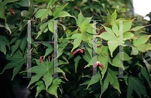 Picture of Acer palmatum 'Oshio beni'