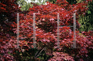 Picture of Acer palmatum 'Oshio beni'