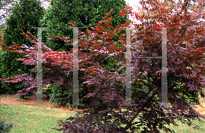 Picture of Acer palmatum (Matsumurae Group) 'Oshu shidare (O siu shidare)'