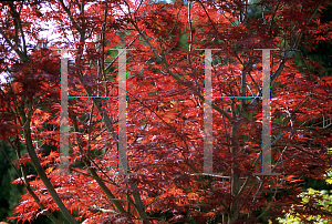 Picture of Acer palmatum (Matsumurae Group) 'Oshu shidare (O siu shidare)'