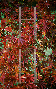 Picture of Acer palmatum (Matsumurae Group) 'Oshu shidare (O siu shidare)'