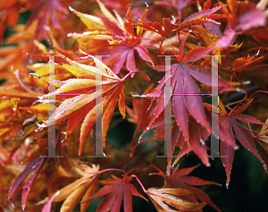 Picture of Acer palmatum (Matsumurae Group) 'Oshu shidare (O siu shidare)'