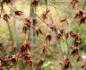 Picture of Acer palmatum (Matsumurae Group) 'Oshu shidare (O siu shidare)'