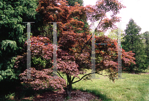 Picture of Acer palmatum (Matsumurae Group) 'Oshu shidare (O siu shidare)'