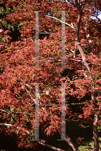 Picture of Acer palmatum (Matsumurae Group) 'Oshu shidare (O siu shidare)'